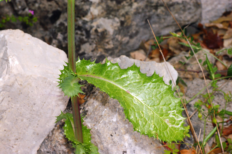 Sonchus asper